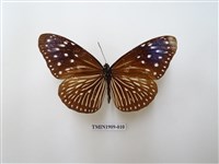 藏品(異紋紫斑蝶)的圖片